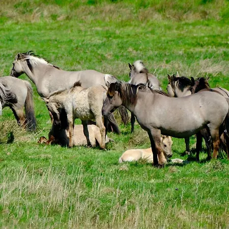 Urlaub Und Meerchenhaus * Gelting